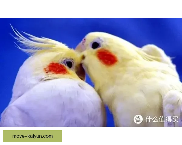 西甲鹦鹉军团状态回暖，近期表现值得关注